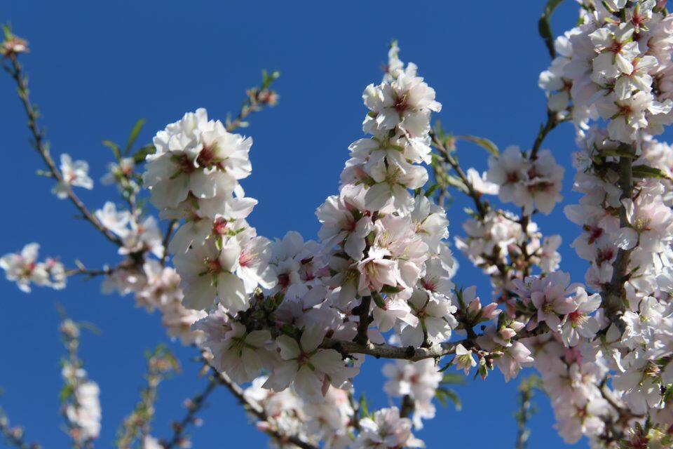 árboles de flores en el pueblo de Santa Agnes