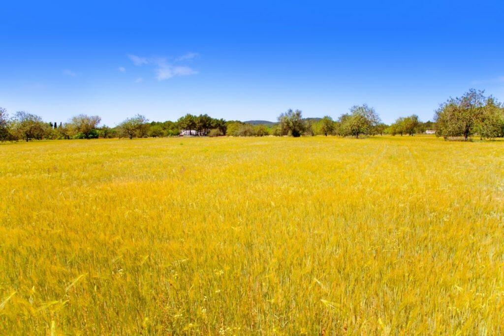 Campos de trigo dorado de la isla de Ibiza del Mediterráneo - Prestige Properties & IbizaPreservation