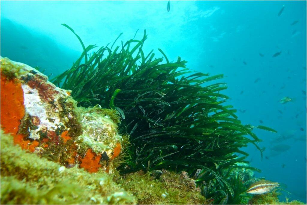 Protección de la Posidonia IbizaPreservation