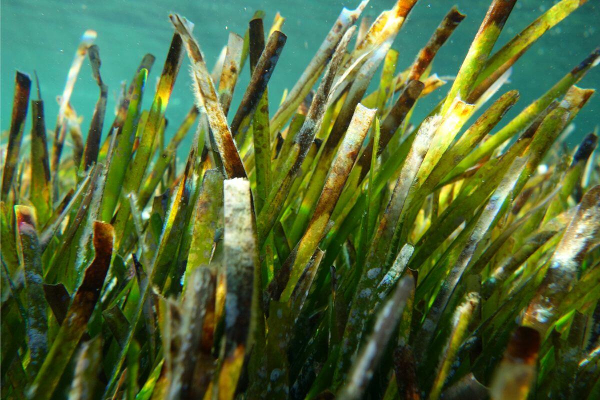 Posidonia oceanica, la pradera de fanerógamas marinas que se encuentra en las aguas que rodean Ibiza y Formentera. Sustenta la vida marina, ayuda a mantener la claridad del mar y desempeña un papel importante en la protección de la costa.