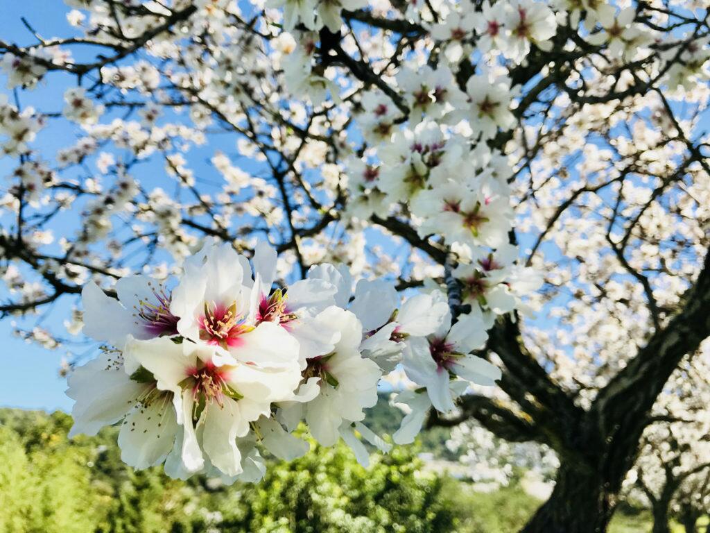 Almendras de San Agnes Ibiza