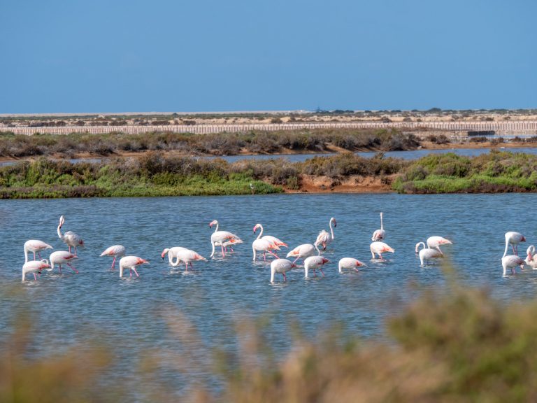 Parque Natural de Ses Salines